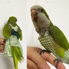 GUANLANT Quaker Parrot Flight Suits Diapers for Monk Parakeets, Cockatiels