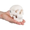 Mini Skull Models - Mini Skull, 1/2 Scale Skull 3