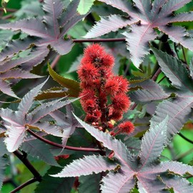 Castor Bean Seeds - 5 Gram Packet - Non-GMO Tropical Ornamental House Plant Seeds - Ricinus communis - Annual
