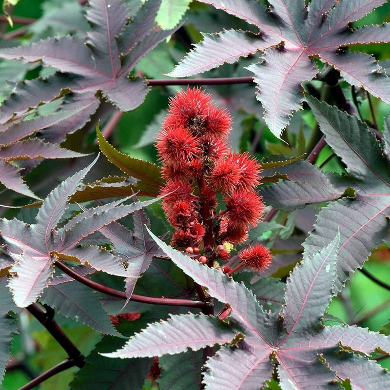Castor Bean Seeds - 5 Gram Packet - Non-GMO Tropical