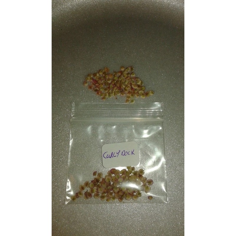 Curly Dock 100 Seeds Fresh Harvest for Garden Fresh Plant