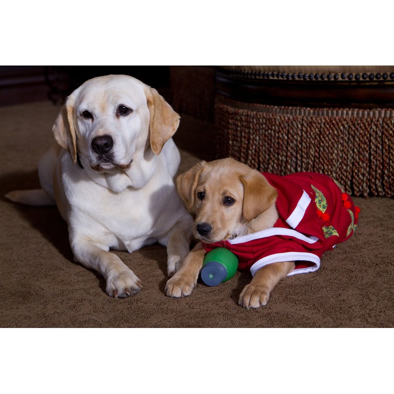 Ein Hund rettet den Weihnachtsurlaub