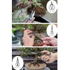 PEEORNT Bonsai Tree Tools Kit, 22 PCs Bonsai Tools Set