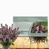 Outsidepride Germander Herb Seeds - 500 Pcs Perennial, 18-Inch Tall,