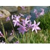 Society Garlic - 3 Live Plants - Tulbaghia Violacea -