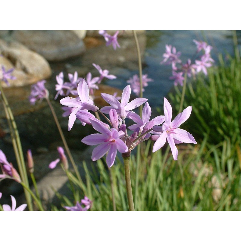 Society Garlic - 3 Live Plants - Tulbaghia Violacea -