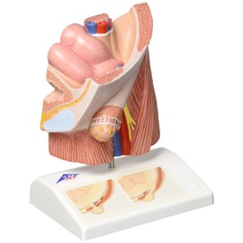 3B Scientific Human Anatomy - Hernia Model + Free Anatomy App - 3B Smart Anatomy