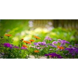 Chrysanthemum Flowers Photo License Plate