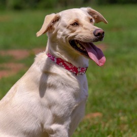 Country Brook Petz - Deluxe Pink Hawaiian Dog Collar - Made in The U.S.A. - Summer Breeze Collection Featuring Sunny Designs (5/8 Inch, Small)