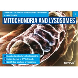 BTEC Level 3 National Health & Social Care Unit 3: Anatomy and Physiology Revision Question Cards