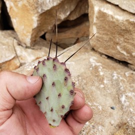 Opuntia macrocentra Cutting Cacti Cactus Succulent Real Live Plant