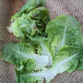Organic Summer Bibb Lettuce Seed 500 mg ~300 Seeds - Non-GMO, Open Pollinated, Heirloom, Vegetable Gardening Seeds