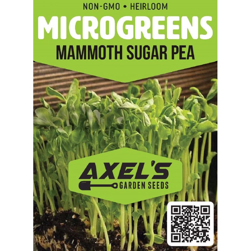 Axel's Garden Seeds Mammoth Snow Sugar Pea MICROGREEN Seeds |