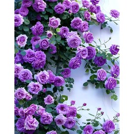 BULBORIUM 100PCS Purple Climbing Rose Seeds Rare Non-GMO Heirloom Seeds