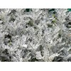 Seeds4planting - Seeds Dusty Miller Silver Groundsel Silver Dust Cineraria