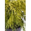 Shrub Gold Mop Cypress 2.25 Qt, 1 Gallon, Golden