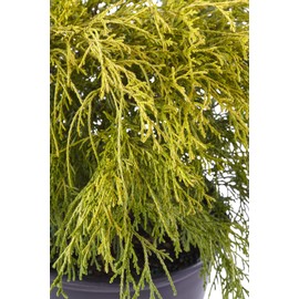 Shrub Gold Mop Cypress 2.25 Qt, 1 Gallon, Golden