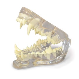 Clear Canine Jaw Model with Teeth, Replica for Canine Anatomy and Physiology Education, Anatomy Model for Veterinarian’s Offices and Classrooms, Medical Learning Resources