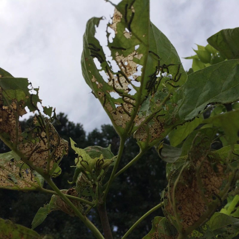 Catalpa, Southern Catalpa Tree Seeds, (For Raising Catalpa Worms) Catfish