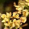 Osmanthus Osmanthus Flower Tea, Chinese Tea, Flower Tea, Herbal Tea,
