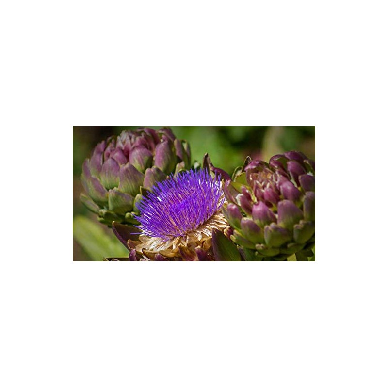 Indigo Herbs Artichoke Leaf Powder 100g