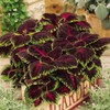 Outsidepride Coleus Kong Red - 20 Seeds