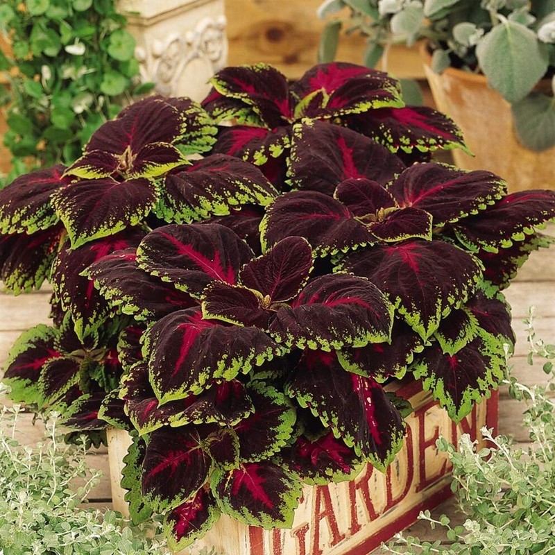 Outsidepride Coleus Kong Red - 20 Seeds