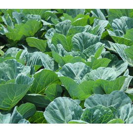 Collard Green Seeds for Planting - Plant & Grow Georgia Southern Collards - Full Planting Instructions to Plant a Home Outdoor Vegetable Garden - Great Gardening Gift, 2 Packets