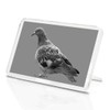 1 x Fridge Magnet - Grey Pigeon Wildlife Bird #36218