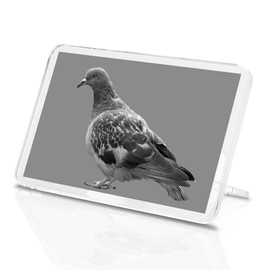 1 x Fridge Magnet - Grey Pigeon Wildlife Bird #36218