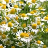 Outsidepride German Chamomile - 5000 Seeds