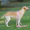 Olahibi Pink Daisy Pattern Basic Dog Halter Harness and Leash