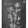 Ölmühle Solling Black Cumin Oil Egyptian Nigella Sativa Native Cold