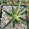 Agave bracteosa Cacti Cactus Succulent Real Live Plant