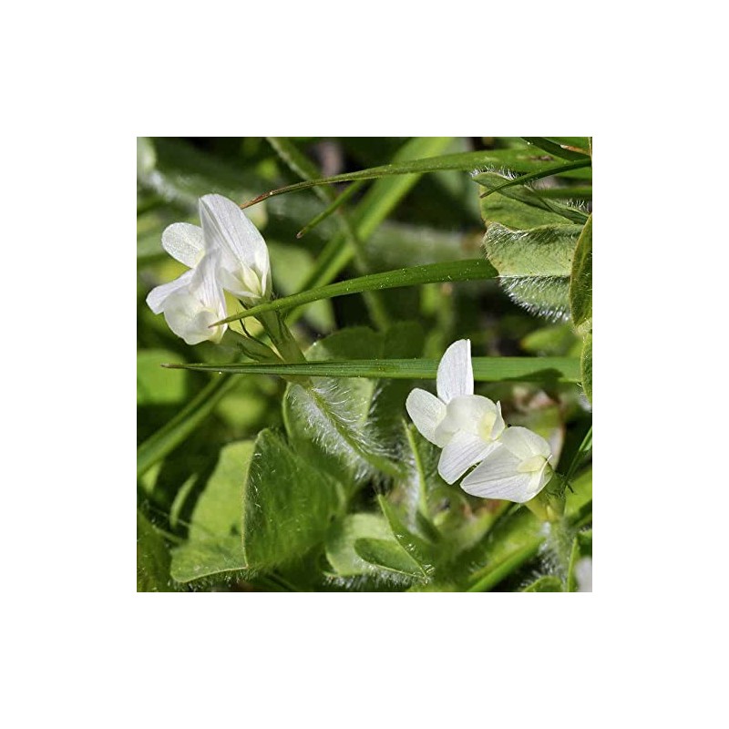 Outsidepride 20 lb. Annual Subterranean Clover Seed for Pasture &