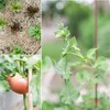 Sereniseed Certified Organic Vegetable Seed Collection (20-Pack) – 100% Non