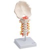 Cranstein A-320 Halswirbelsäule Modell | mit Spinalnerven und Vertebralarterien
