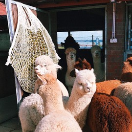Joparri Hay Net Hay Bag 160 x 90 cm, Net Hay Bag Tight Mesh 3 x 3 cm, Feeding Improved Digestion for Horses Goats, Feeding Net Capacity Approx. 9 kg