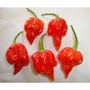 Trinidad Scorpion Pepper Seeds