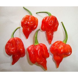Trinidad Scorpion Pepper Seeds