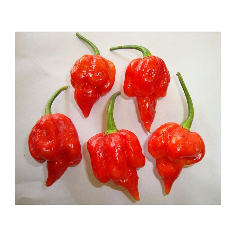 Trinidad Scorpion Pepper Seeds
