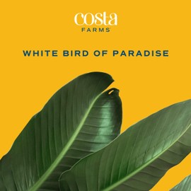 Costa Farms Costa Farms White Bird of Paradise, Live Indoor Plant in Nursery Plant Pot, Potting Soil Mix, Tropical Air Purifying Houseplant, Home and Office Decor, Unique Plant Gift, 3-4 Feet Tall