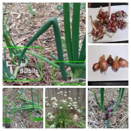Fresh Pick Unit]Perennial Onions Egyptian Walking Garlic Chives Bulbs Starts - Bulb (12 Count)