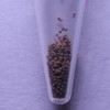 GreenWaterFarm Triops Red Longicaudatus Eggs for Hatching and Culture Suitable