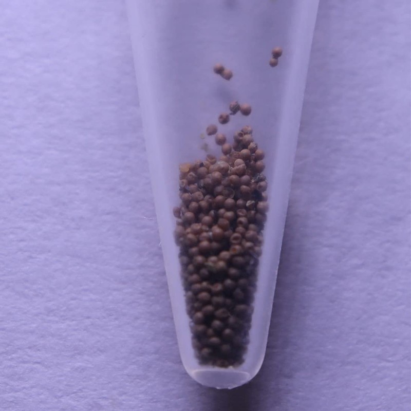 GreenWaterFarm Triops Red Longicaudatus Eggs for Hatching and Culture Suitable