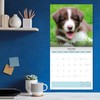 Baker and Bray Border Collie Puppies Calendar 2025, Large Square