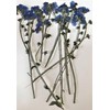 Fukusan Pressed Flower Pack, Forget-Me-Not, Obi Branches FUK-1016