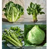 ATLAS 16 Varieties Fall Vegetable Seeds Over 20,000 Seeds