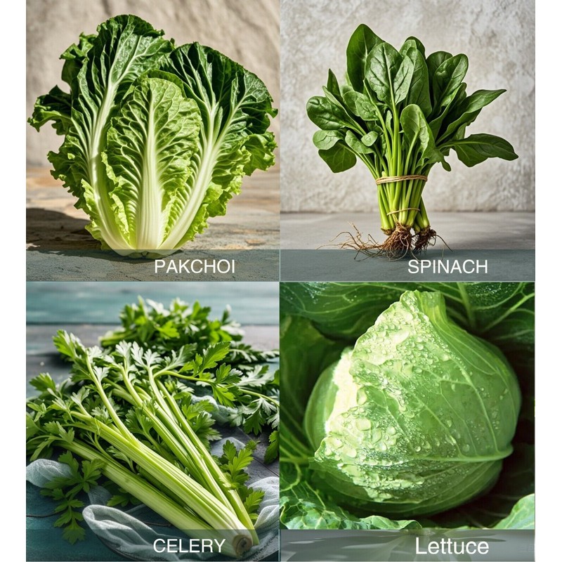 ATLAS 16 Varieties Fall Vegetable Seeds Over 20,000 Seeds