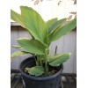 Turmeric Roots 10 Fresh Turmeric Roots Curcuma Longa Ready To
